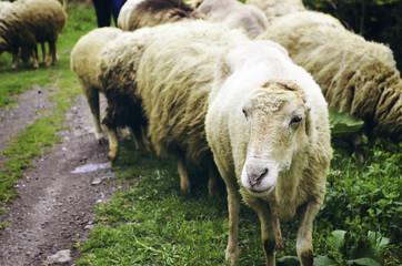 Sheep in nature on meadow. Farming outdoor.