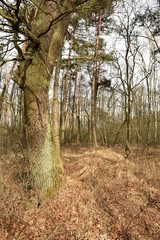 Puszcza Niepołomice - wiosna
