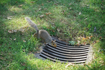 The squirrel and the sewer