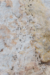 Close view of ants doing a path over the rocks