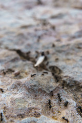 Close view of ants doing a path over the rocks