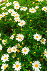 Bellis perennis flower © A.Ruiz