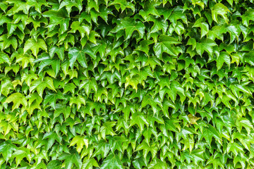 Fototapeta na wymiar Detail of green hedge with leaf
