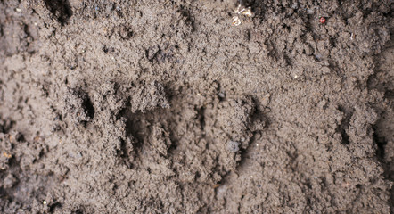 Wet ground