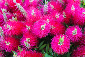 Red flower of Calpe, Spain