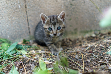 Portrait of baby cats in the nature after few weeks