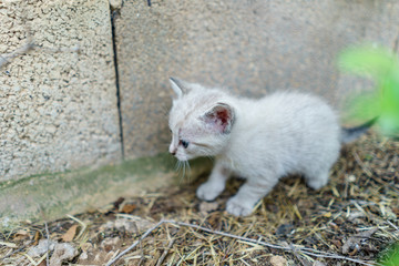 Portrait of baby cats in the nature after few weeks