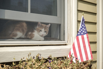 American cat