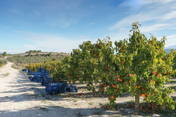Crops of persimmon or Khaki in Ontinyent