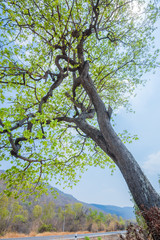 Tree in the garden
