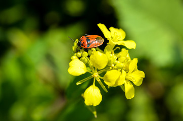 closeup of firebug sitting on leave