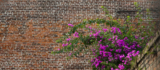 Rustic Brick Wall With Purple Flowers