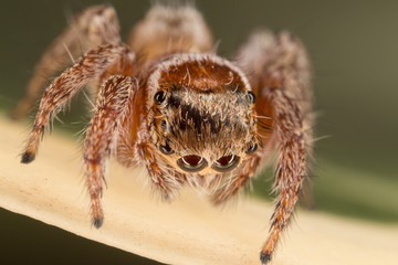 A closeup of a  beautiful spider