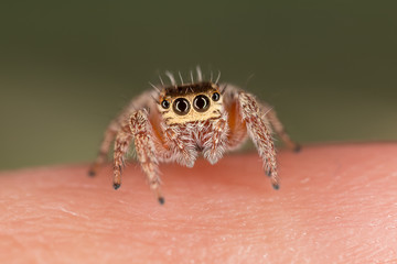A closeup of a  beautiful spider