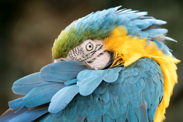 Portrait Gelbbrustara Papagei beobachtend und ruhend