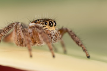 A closeup of a  beautiful spider
