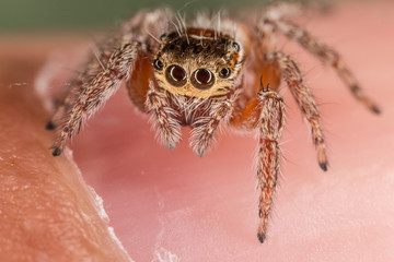 A closeup of a  beautiful spider