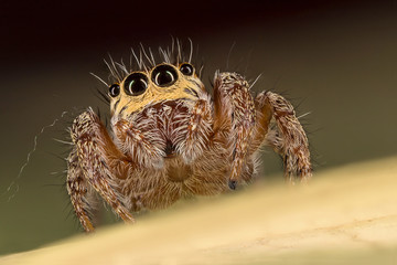 A closeup of a  beautiful spider