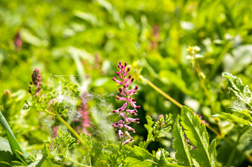 red wildflower fumaria officinalis blossom on the field