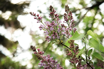 Lilac flowers on tree