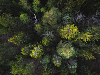 Aerial view of green forest straight above