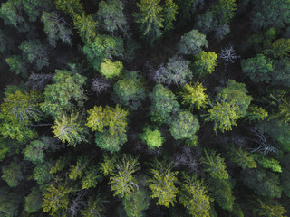 Fototapeta na wymiar Aerial view of green forest straight above