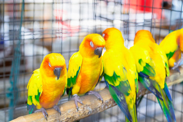 Obraz premium Conure Parrot has a scientific name is Aratinga. Sleep on a log in a cage. Close up view.