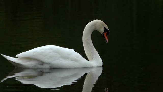 Mute swan swimming in dark water