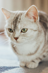 Close-up view of the beautiful scottish cat. Scottish straigth breed - cat colored with the silver marble color