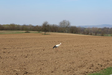 Weißstorch auf einem Feld