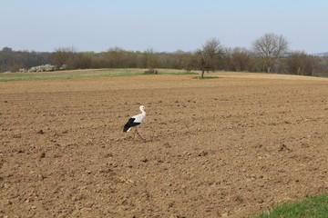 Weißstorch auf einem Feld