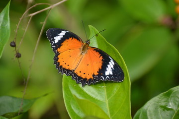 Afrikanischer Monarch - Kleiner Monarch