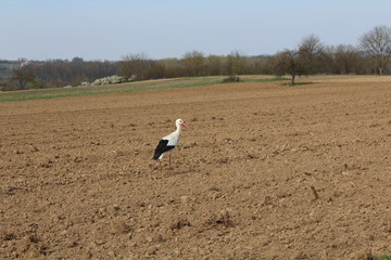 Weißstorch auf einem Feld