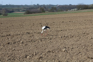 Weißstorch auf einem Feld
