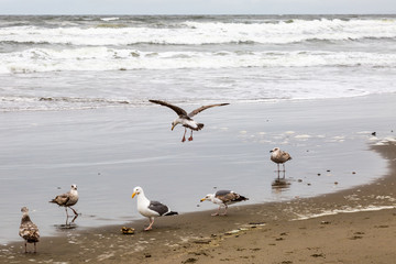 Seagulls on the shoreline