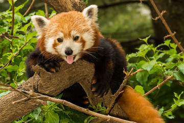 Fototapeta premium A young Red Panda climbing in a tree.