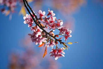 Wild Himalayan Cherry Cherry Blossom Thailand in Chiang Mai.