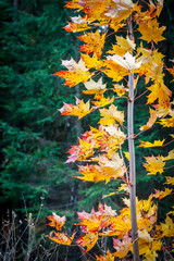 Close up of light shining through yellow red leaves.
