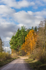Tight shot of yellow leaves and green pines in background.