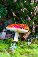 Red mushroom with white spots in autumn.