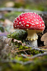 Red mushroom with white spots in autumn.