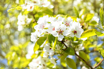 A photo of a branch of white pear blossom. Selective focus.