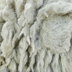 wool sheep background texture,is raw material.