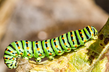A closeup of a beautiful Machaon caterpillar