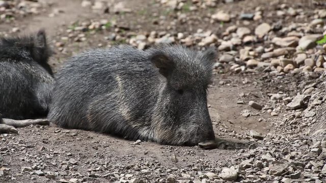 Chacoan Peccary (Catagonus Wagneri) heated in the sun