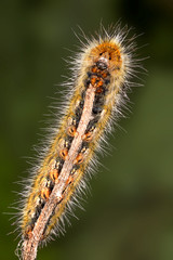A closeup of a beautiful moth caterpillar