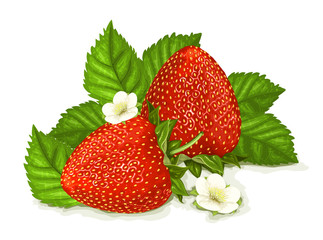 Of strawberries with leaves and blossoms. Vector illustration.