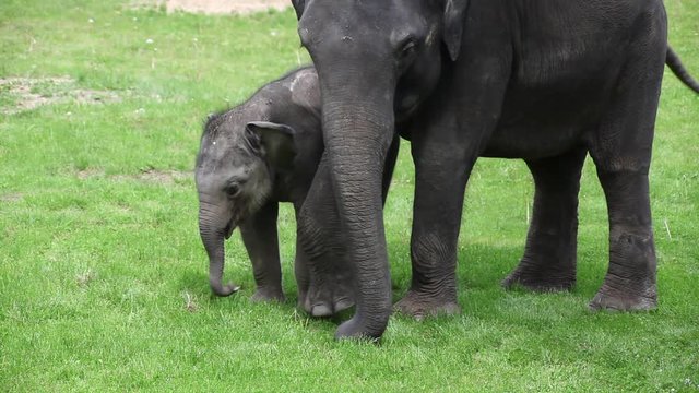 Young and old asian elephant (elephas maximus) eating grass