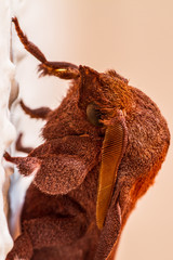 A closeup of a beautiful moth