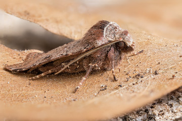 A closeup of a beautiful moth